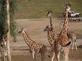 Giraffe Family-8